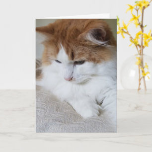 Carte (Feline Fancy) Contemplation Kitty : Photo Cat