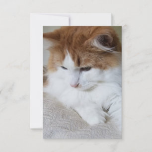 Carte (Feline Fancy) Contemplation Kitty : Photo Cat