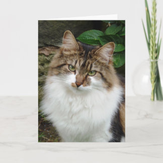 Carte Felix en mode réfléchi