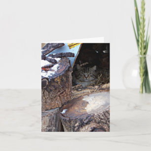 Carte Feral Cat in Winter Note Card