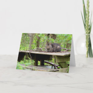 Carte Feral Cat in Woods Grey Card