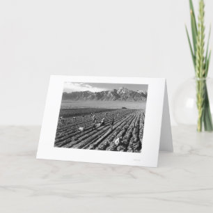 Carte Ferme, travailleurs de ferme, Mt. Williamson 1943