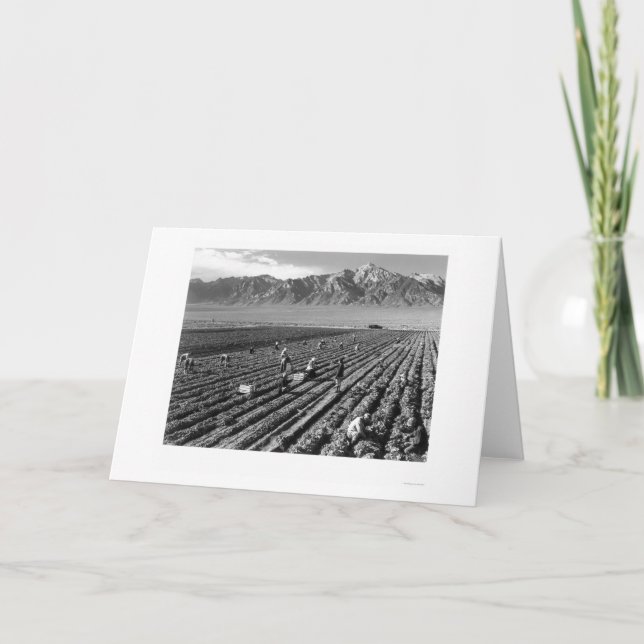 Carte Ferme, travailleurs de ferme, Mt. Williamson 1943 (Devant)