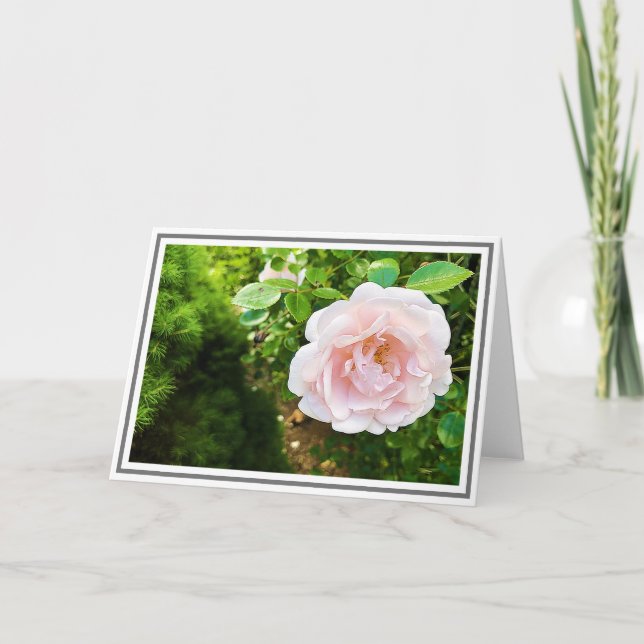 Carte Fermer Delicate Escalade rose Rose Foliage vert (Devant)