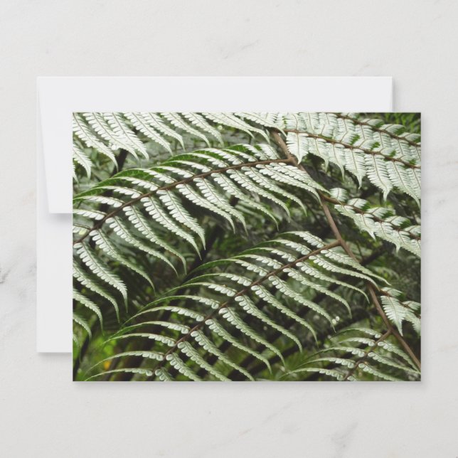 Carte Fern Fronds II Dark Green Nature (Devant)