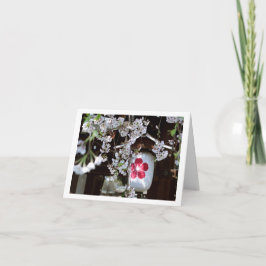 Carte Festival des fleurs de cerisiers à Kyoto