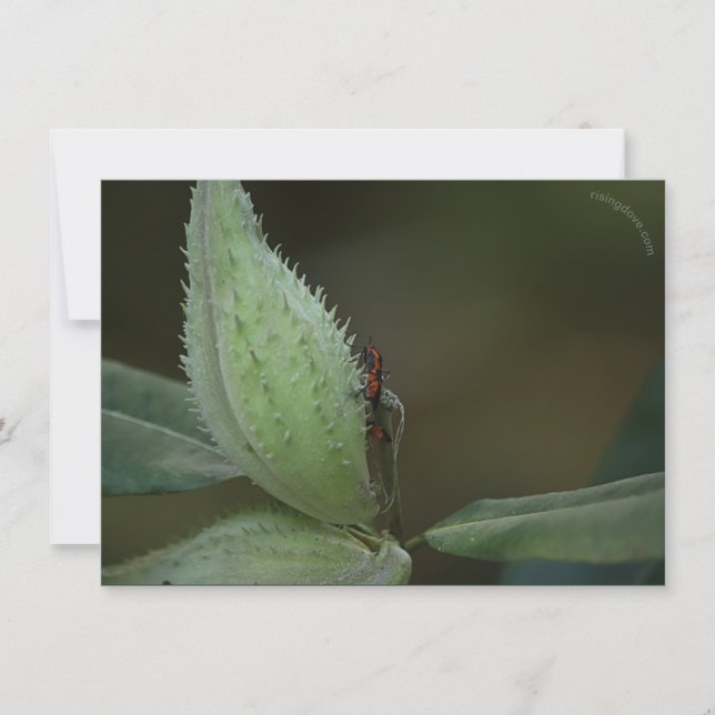 Carte Fête des insectes : Oncopeltus fasciatus/Sarcophag (Devant)