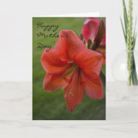 Fête des mères Amaryllis