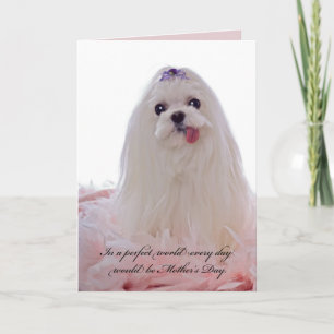 Carte Fête des mères Chien maltais