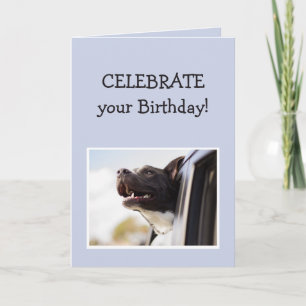 Carte Fêtez Votre Anniversaire Amusant Happy Dog Car