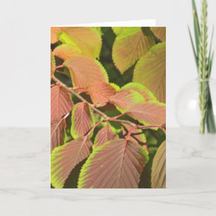 CARTE "FEUILLE CHANGEANT DE COULEURS" (PHOTOG)