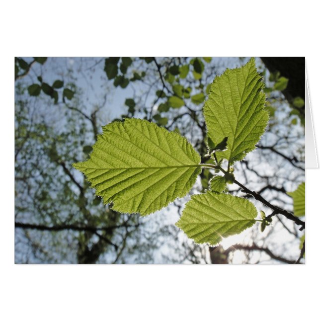 Carte feuille de printemps (Devant horizontal)