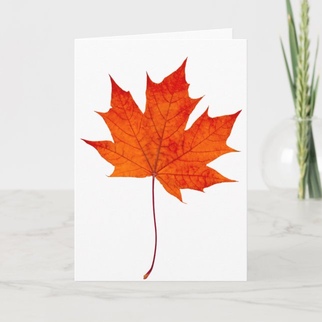 Carte Feuille d'érable rouge (Devant)