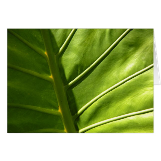 Carte feuille soleil (Devant horizontal)