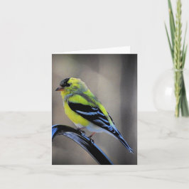 Carte Fin de l'après-midi Goldfinch vide à l'intérieur
