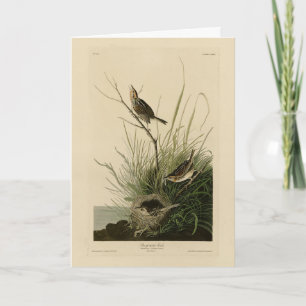 Carte Finch à queue fine d'Audubon's Birds of America