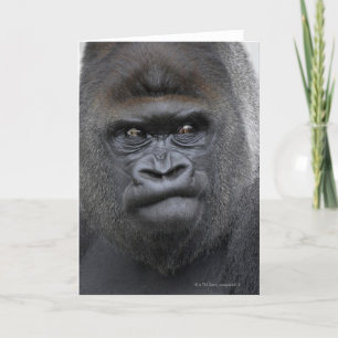 Carte Flachlandgorilla, Gorilla gorilla,