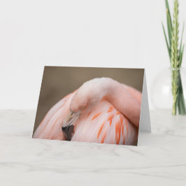 Carte Flamant rose au repos
