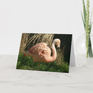 Carte Flamant rose rose