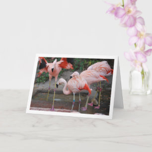 Carte Flamants roses roses dans l'eau