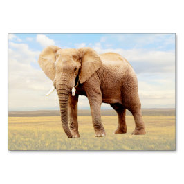 Carte flashcard d'étiquetage Elephant ABA | Carte