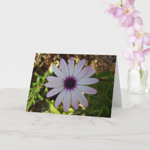Carte Fleur Blanc Africain Daisy