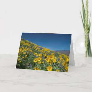 Carte Fleur de Balsamroot vide