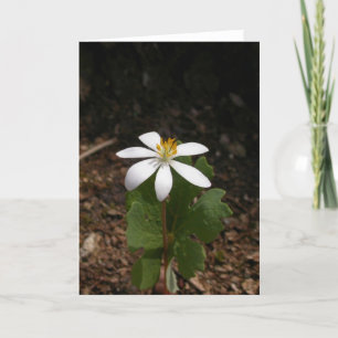 Carte Fleur de Bloodroot