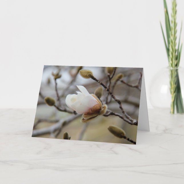 Carte Fleur de bourgeonnement de magnolia, vers (Devant)