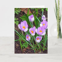 Fleur de Crocus Joyeuses Pâques