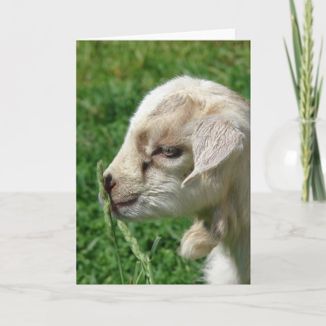 Carte Fleur de la chèvre (Devant)