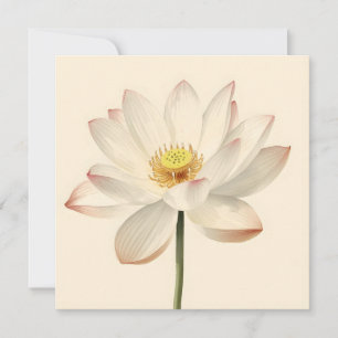 Carte Fleur de lotus blanc