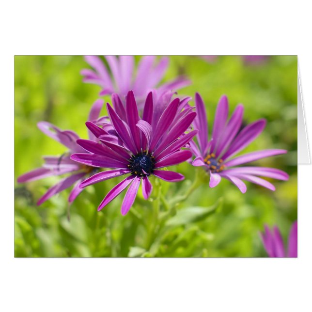 Carte Fleur de marguerite africaine (Devant horizontal)