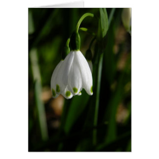 Carte Fleur de neige