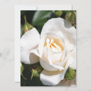 Carte fleur de rose blanche assez pure. art photographiq