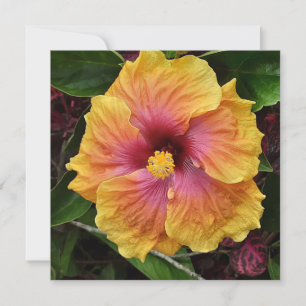 Carte Fleur d'hibiscus tropicale