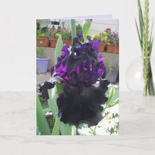 Carte Fleur Iris Noir Floral Photo Love Anniversaire Car