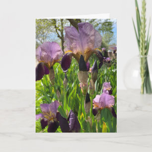 Carte Fleur Iris vierge