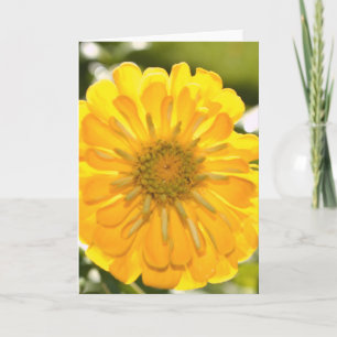 Carte Fleur jaune fleurie jaune marguerite jaune
