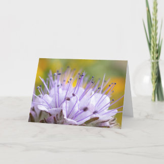 Carte Fleur Lacy Phacelia