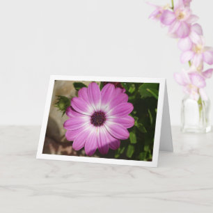 Carte Fleur Purple African Daisy