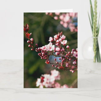 Carte Fleur rose dans la lumière chaude de l'été