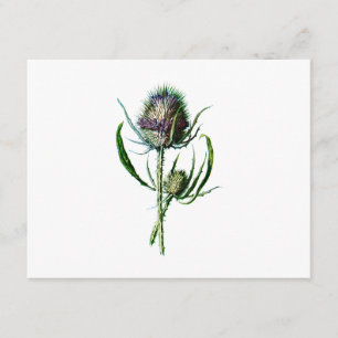 Carte Fleur sauvage d'antiquité de chardon d'écossais du