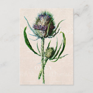 Carte Fleur sauvage de chardon d'écossais du cru 1902
