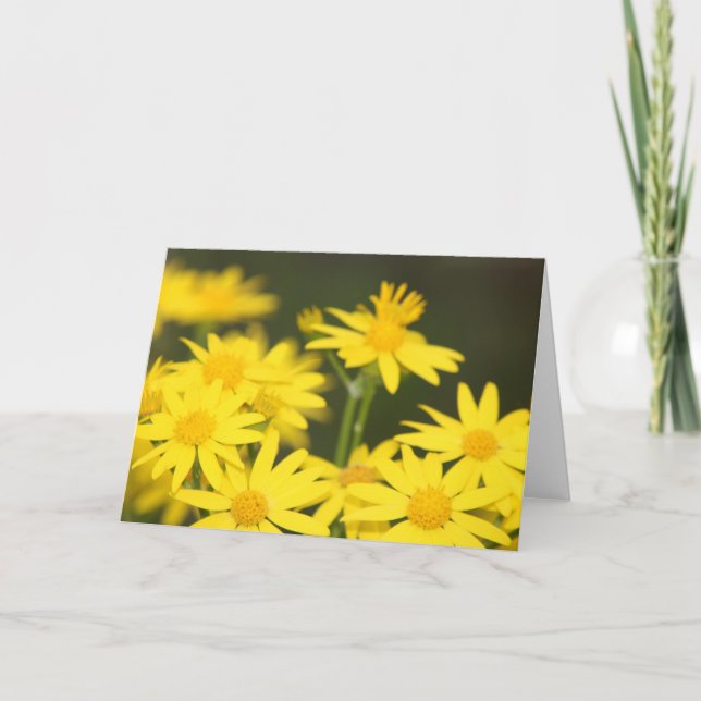 Carte Fleur sauvage du Texas : Le Ragwort doré du début  (Devant)