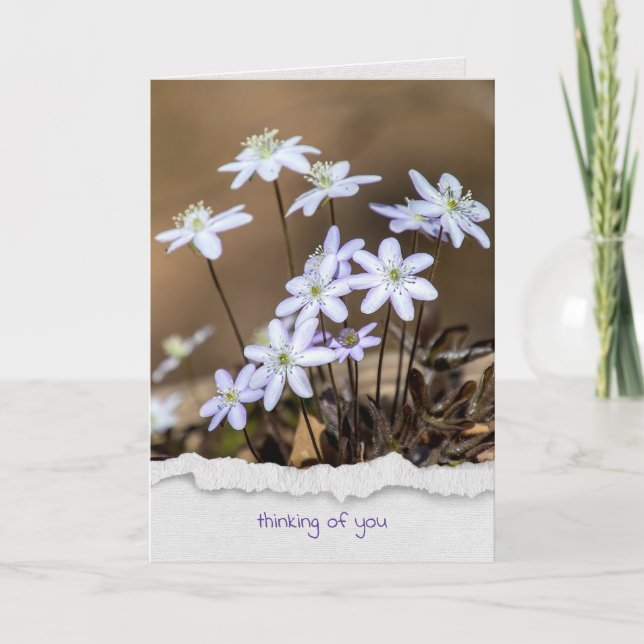 Carte fleur sauvage hepatica penser à vous (Devant)
