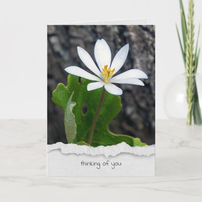 Carte fleur sauvage sanguinaire pensant à vous (Devant)