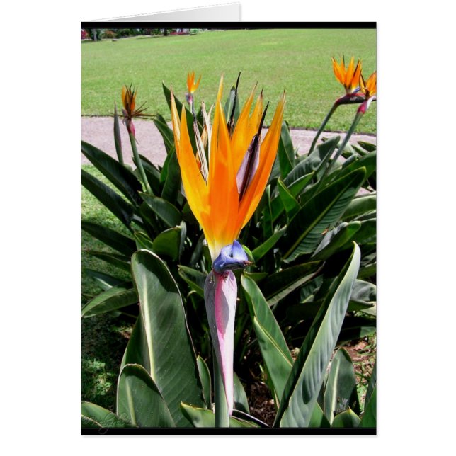 Carte Fleurs au Portugal (Devant)
