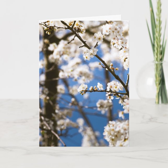 Carte Fleurs blanches devant un ciel blanc (Devant)