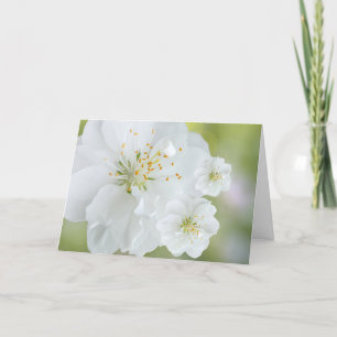 Carte Fleurs blanches florissantes